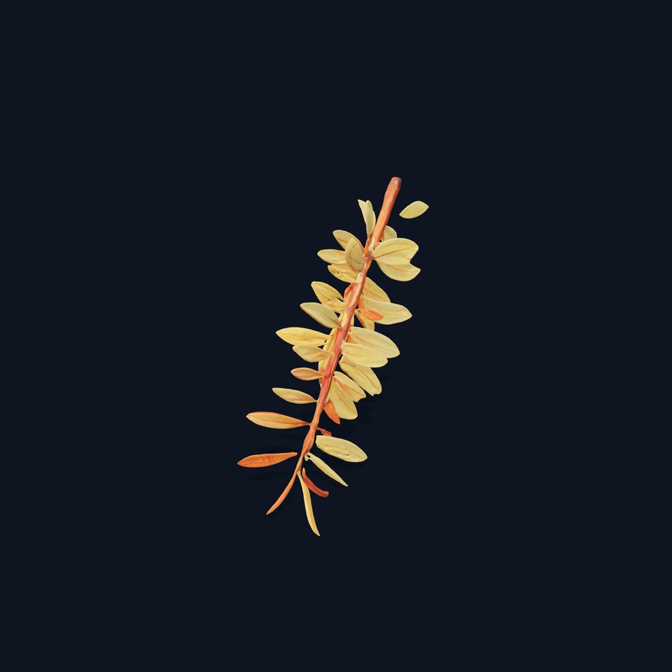 Leafy Branch Model Pack for D Environments and Renders